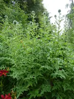 P1080684Kugeldisteln.webp