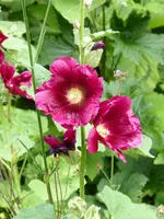 P1080686Stockrose.webp
