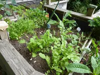 P1080690Hochbeet  Rauke.webp