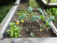 P1080691Hochbeet Kohlrabi.webp