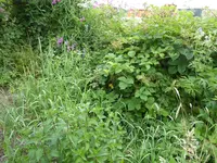 P1080701kleine schwarze Johannisbeere.webp