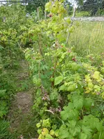 P1080702Himbeeren.webp