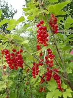 P1080703rote Johannisbeeren.webp