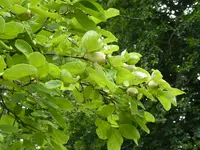 P1080714Quitte.webp