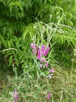 P1080715Staudenwicke.webp