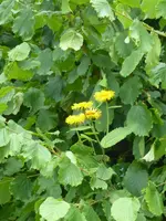 P1080740Telekie.webp