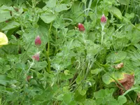 P1080741Inkarnatklee.webp