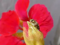 26.webp