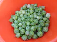 P1080724Stachelbeerernte.webp