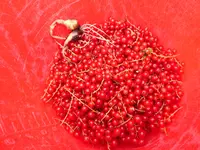 P1080726Johannisbeerernte.webp