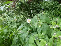 P1080733Herbstanemonen.webp