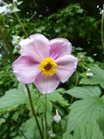 P1080734Herbstanemone.webp