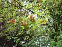 P1080735Eberesche.webp