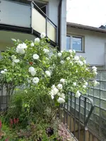 P1080736Schneewittchen.webp