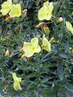 P1080739Nachtkerze.webp