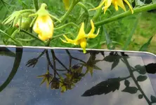 pollen.webp