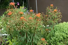 Euphorbia1119a.webp