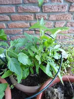 P1080605Pepino.webp