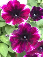 image.webp
