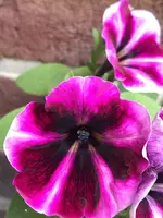 image.webp