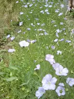 Linum usitatissimum 1.webp