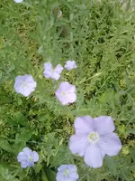 Linum usitatissimum 2.webp