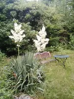 Yucca gloriosa.webp