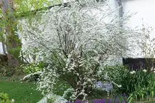 Spierstrauch öE 20250429.webp