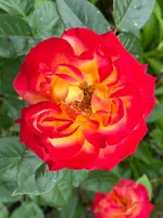 IMG_0474.webp