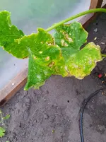20250714_194820.webp
