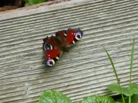 P1080674Pfauenauge.webp