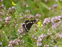 P1080712Landkärtchen.webp