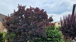20250715_081935[1].webp