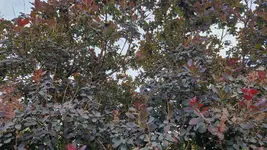 20250715_081949[1].webp