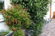 Granatapfel0525.webp
