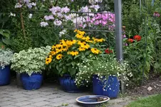 Ter 2725.webp