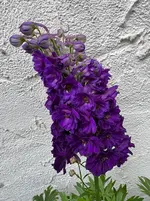 IMG_7273.webp