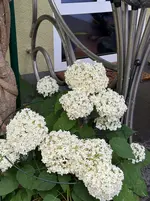 IMG_7276.webp