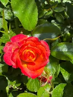 IMG_7092.webp