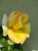 IMG_7089.webp