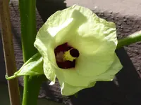 045.webp