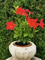 IMG_20250715_183631.webp