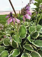 IMG_20250715_182203.webp