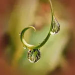 GloriosaBlattspitze_00002.webp