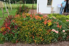 IMG_2432.webp