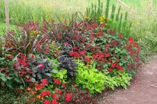 IMG_2437.webp