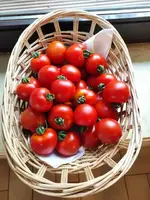 Tomaten 17.7.25.webp