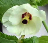 009.webp
