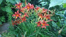 20250717_174346.webp