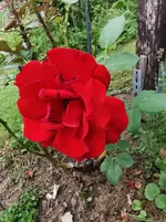 IMG_20250714_111901.webp